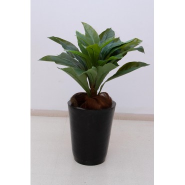 Planta nido de ave 69cm...