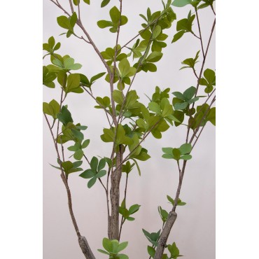 Árbol Peplus 150cm altura...