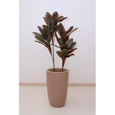 Dracaena roja 120cm altura,...