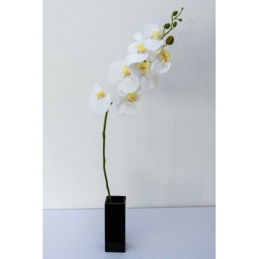 Orquidea phalaenopsis...