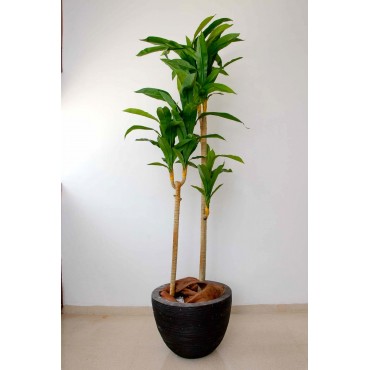 Dracaena tronco claro 180cm...