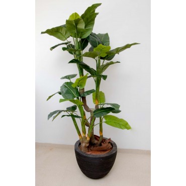 Árbol Philodendron imperial...