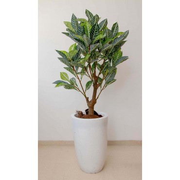 Árbol calathea ornata 110cm