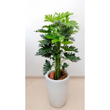 Planta garra de león de...