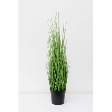 Zacatillo onion grass 60cm