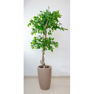 Árbol topiario ficus 150cm...