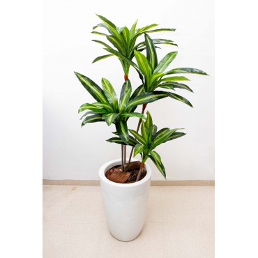 Dracaena delgada  125cm...