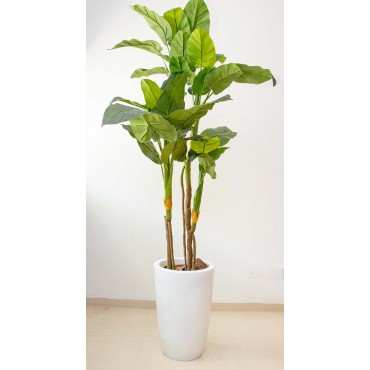Árbol Philodendron imperial...