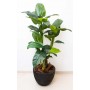 Philodendron imperial 145cm...