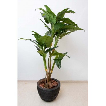 Philodendron corazón 170cm...