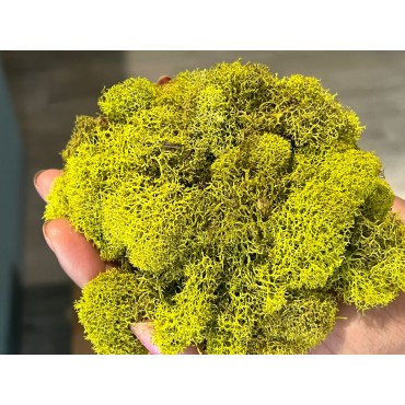 Reindeer moss, musgo...