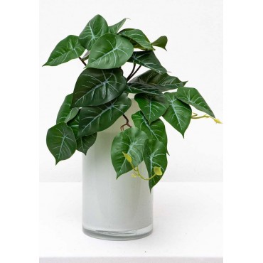 Colgante philodendron 28cm...