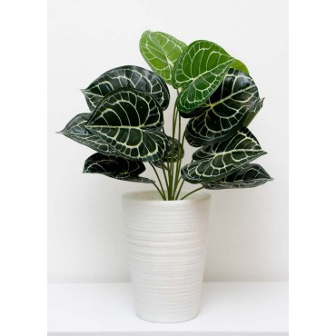 Follaje Calathea esqueleto...