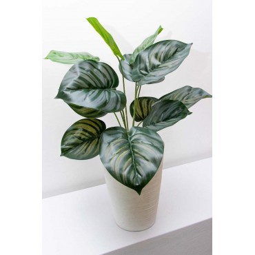 Follaje Calathea Plata 50cm