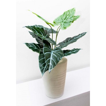Follaje alocasia esqueleto...