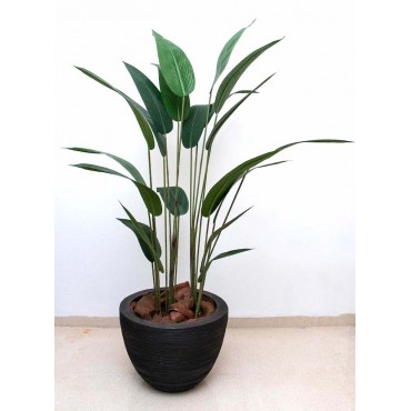 Arbol cuna de moisés 160cm...