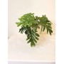 Planta philodendrom 38cm...