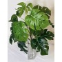 Planta mostera 47cm con...