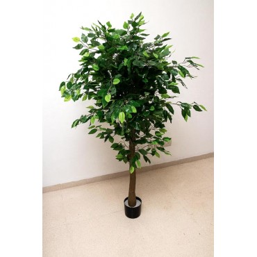 Árbol Ficus 120cm altura