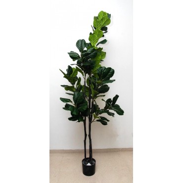 Pandurata 210cm altura