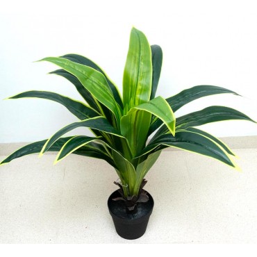 Dracaena de 80cm de altura