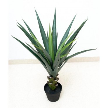 Agave de 80cm de altura con...