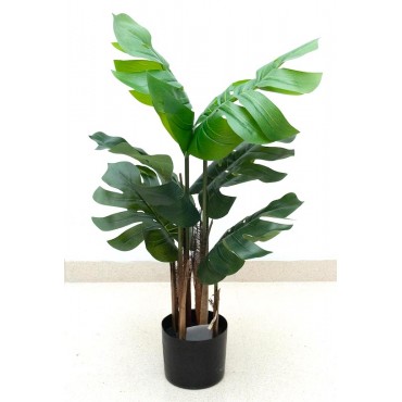 Mostera 80cm altura con maceta