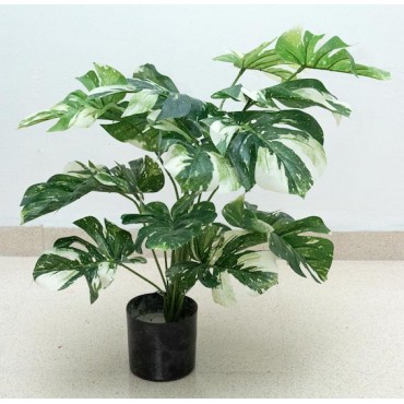 Planta mostera albo 60cm...