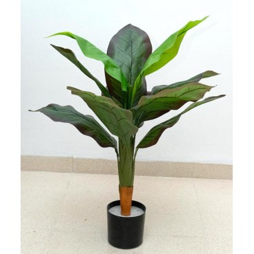 Planta hoja cuna de moisés...