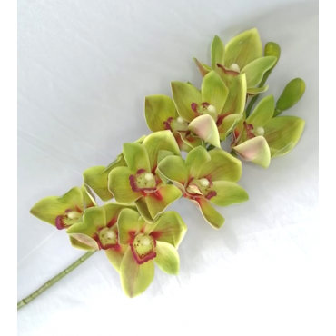 Cymbidium  70cm de largo,...