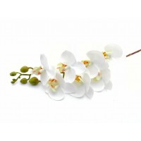 Hermosas y elegantes orquídeas de apariencia natural.