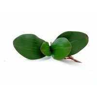 Follaje de orquídea