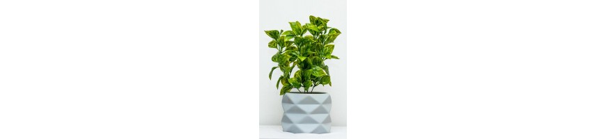 follajes-menores-a-50cm-de-altura