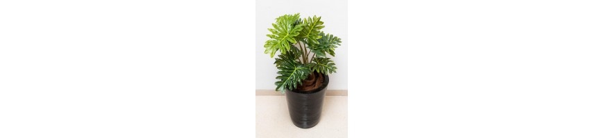 follajes-de-50-a-70cm-de-altura