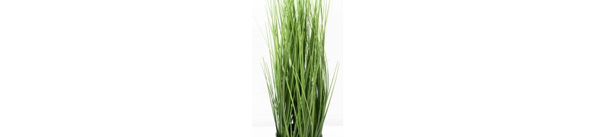 Zacate-zacatillos-onion-grass-lemon